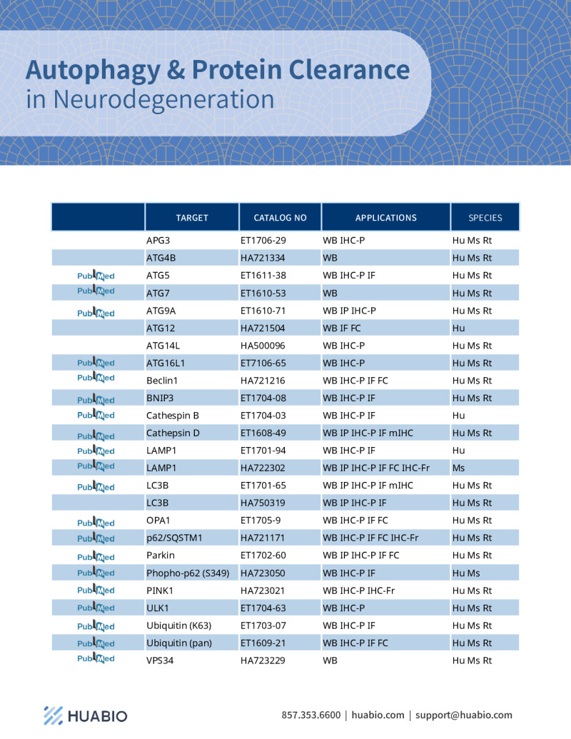 Huabio Autophagy Protein Clearance Neurodegeneration