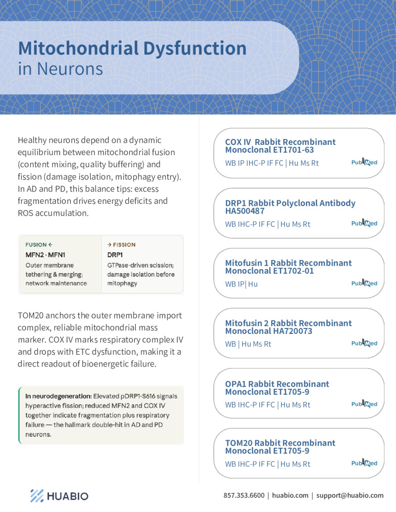 Huabio Mitochondrial Dysfunction In Neurons