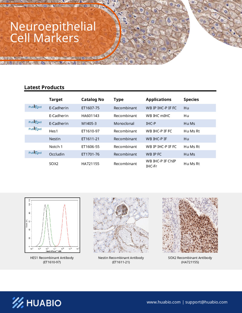 Huabio Neuroepithelial Cell Markers