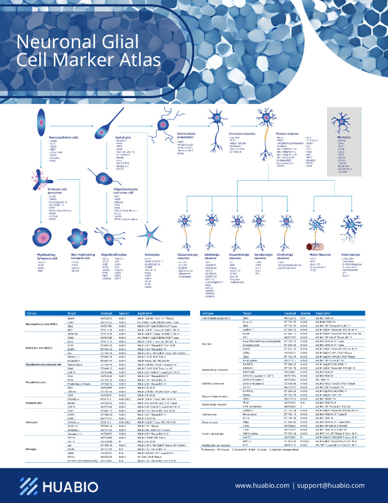 Huabio Neuronal Glial Cell Marker Atlas