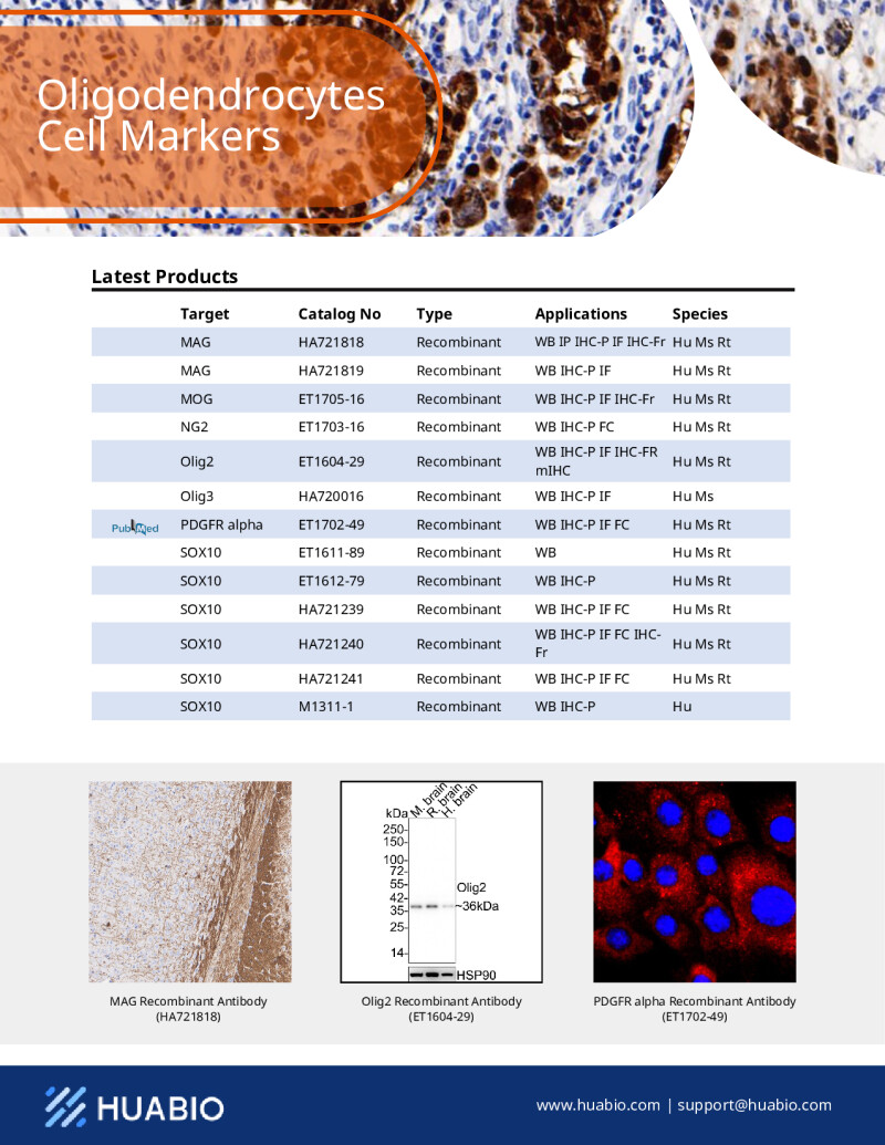 Huabio Oligodendrocyte Cell Markers