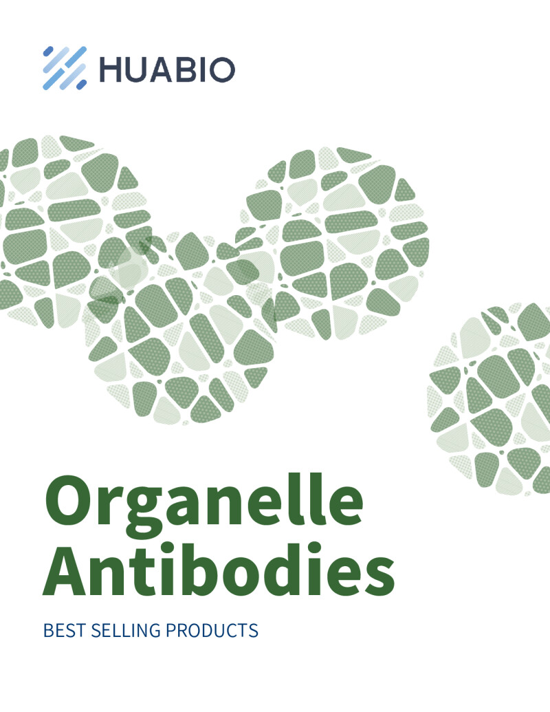 Huabio Organelle Antibodies