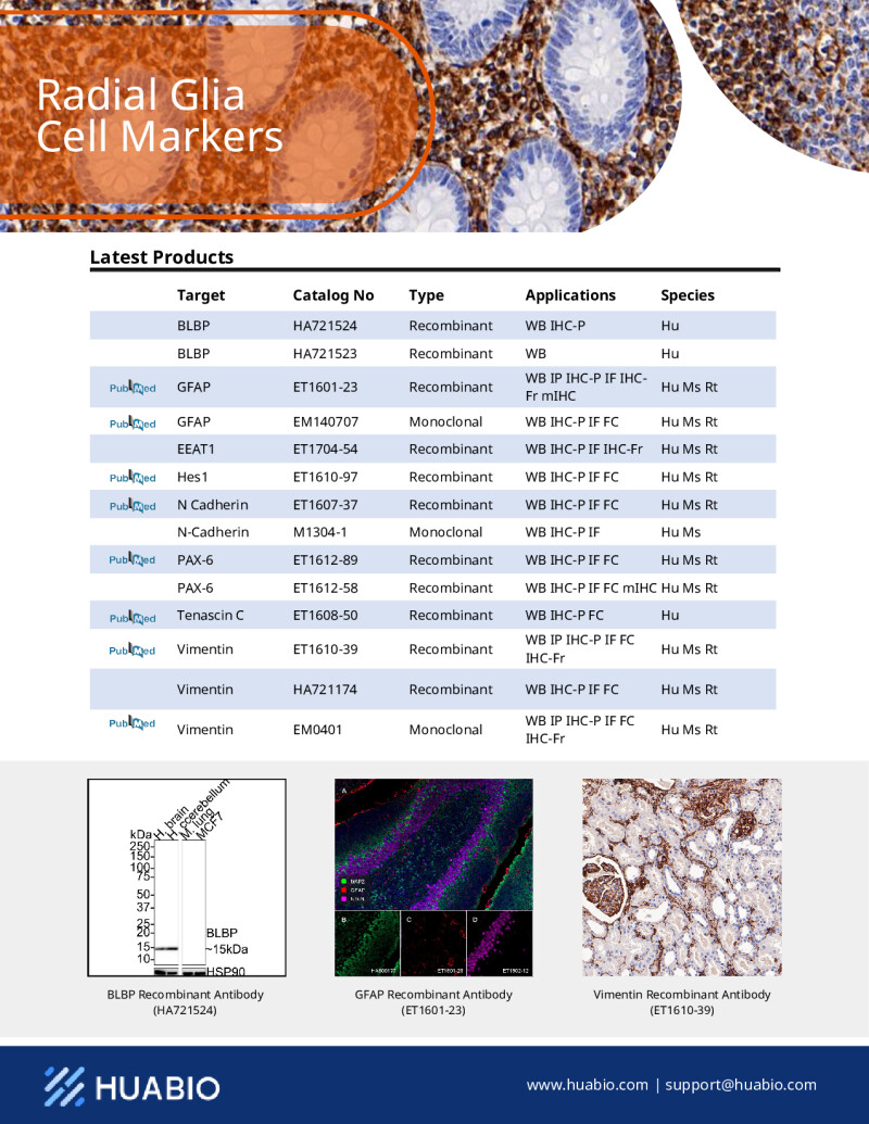 Huabio Radial Glia Cell Markers