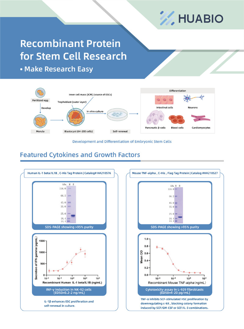 Huabio Recombinant Proteins For Stem Cell Research