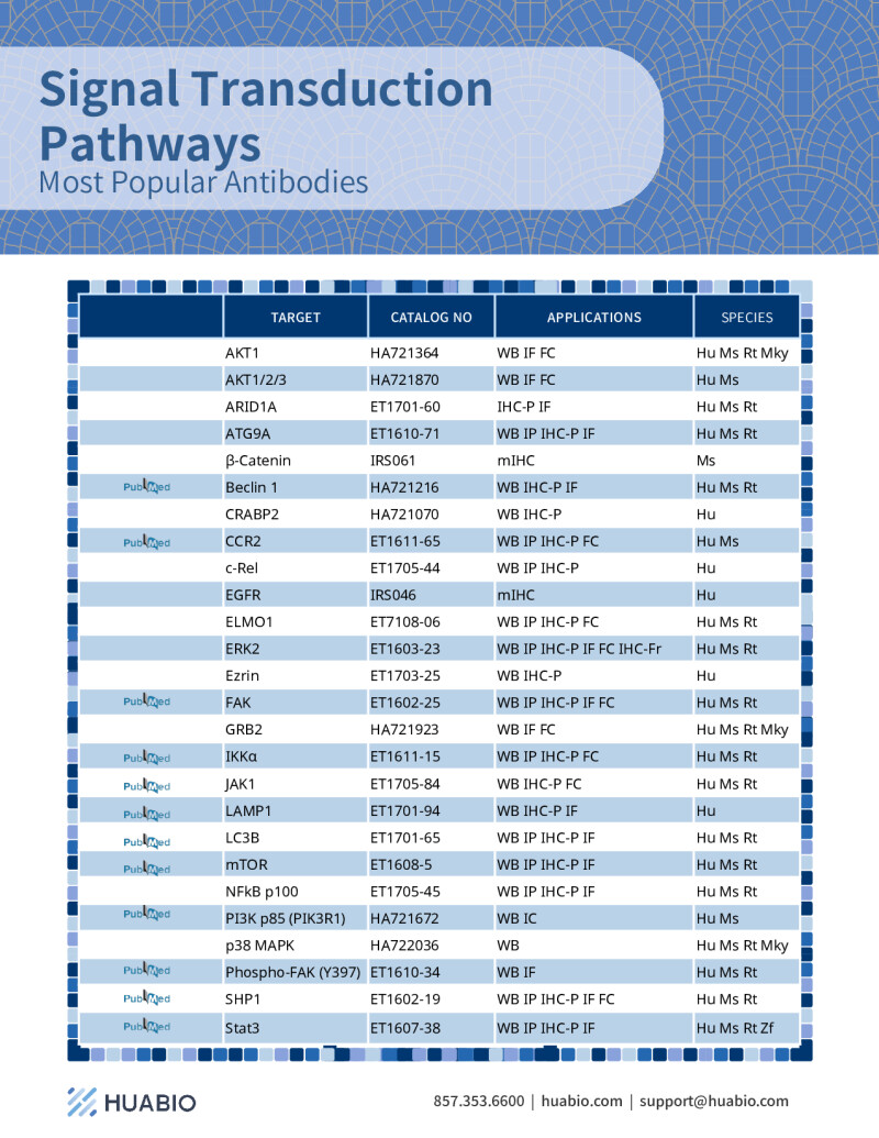 Huabio Signal Transduction Pathway Antibodies