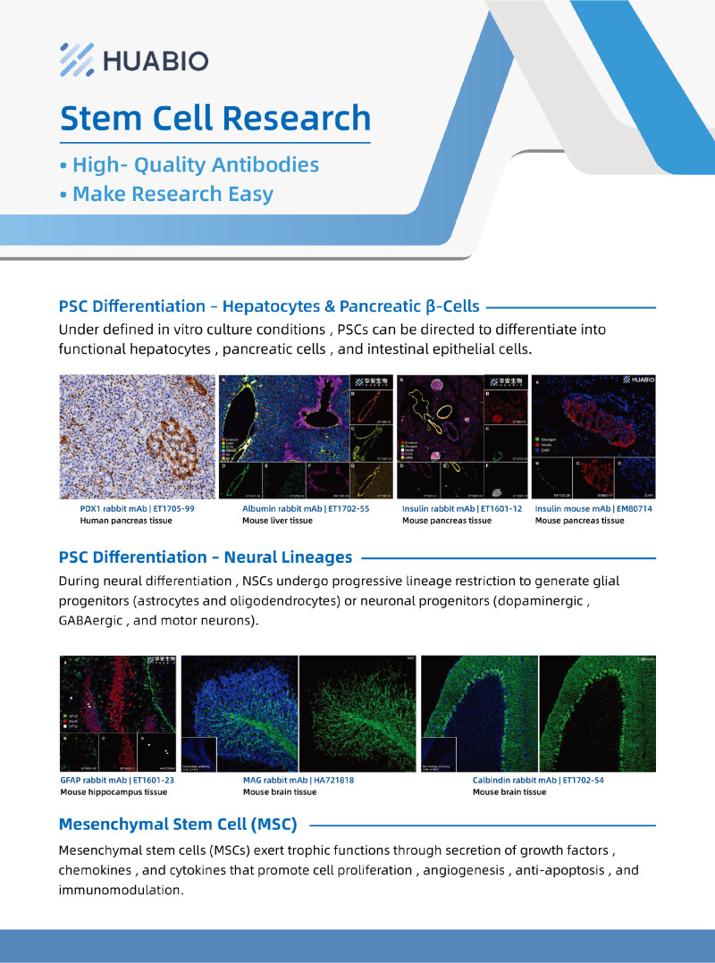 Huabio Stem Cell Research