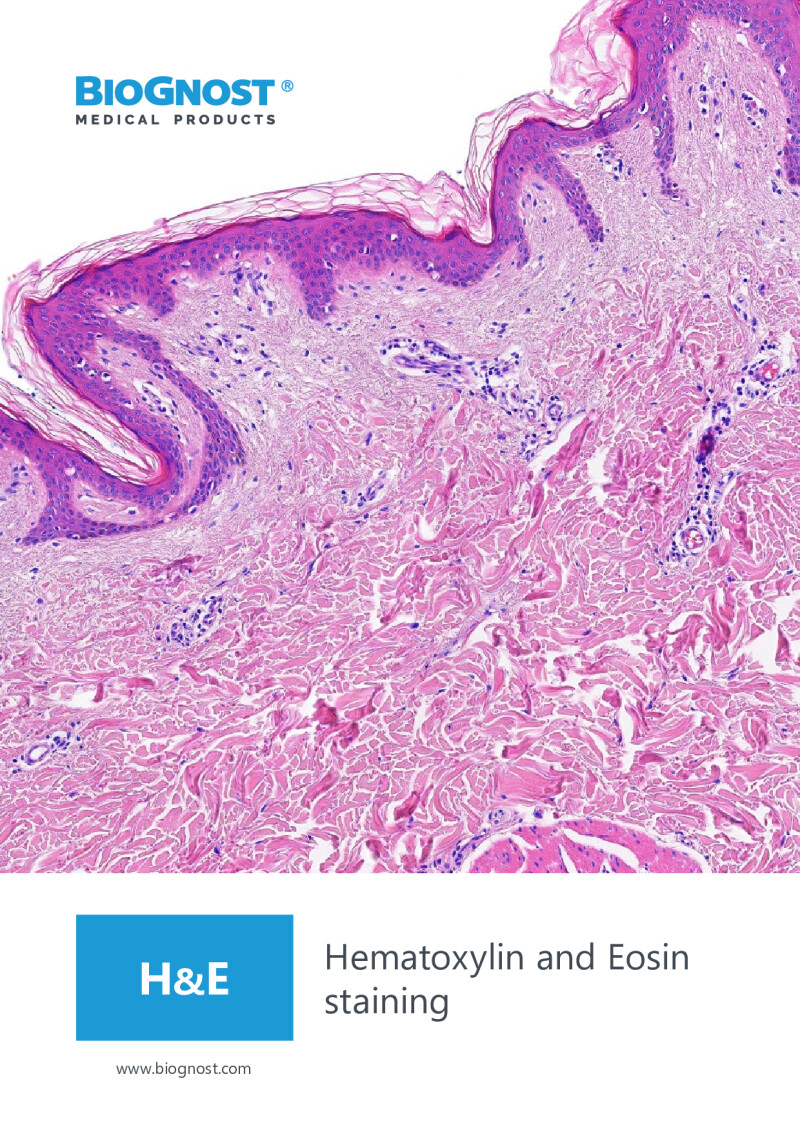 Biognost Hematoxylin Eosin Staining 2026